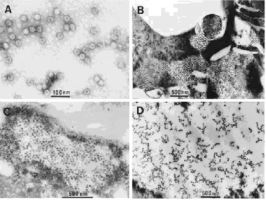 洋桔梗壞疽病毒2