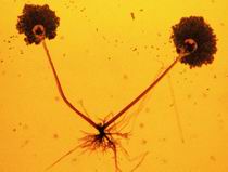 有孢子囊的面包霉