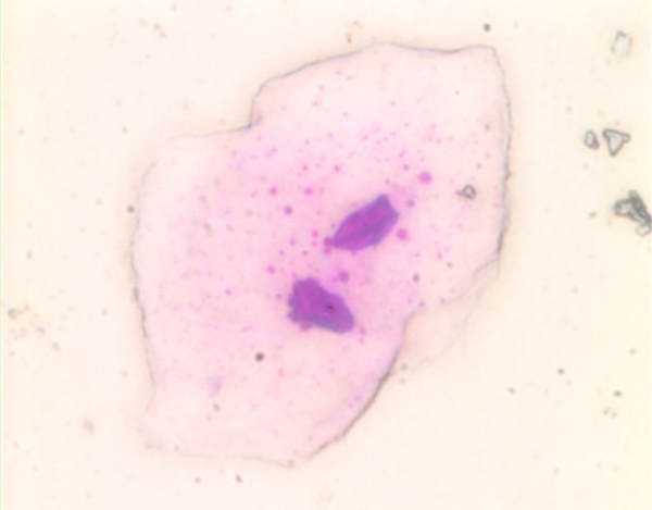 �@΢�R�·Ŵ�һǧ������Ƭ