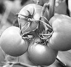 �����N����