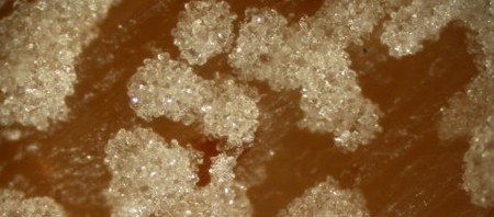 顯微鏡放大500倍