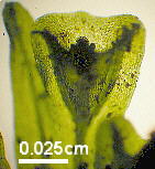 ���ψF(tu��n)��ާ