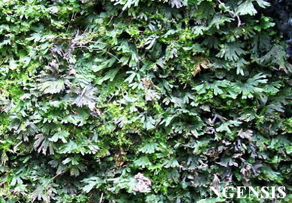 ���ψF(tu��n)��ާ