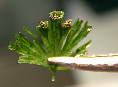 ���ψF(tu��n)��ާ