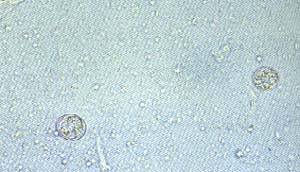 ���x�@΢�R