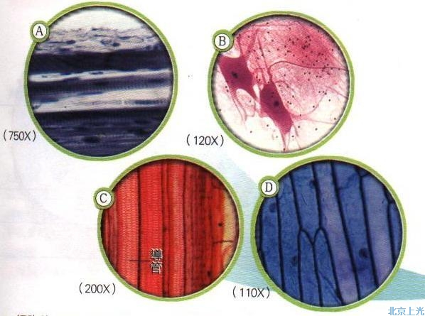 細(xì)胞顯微鏡圖